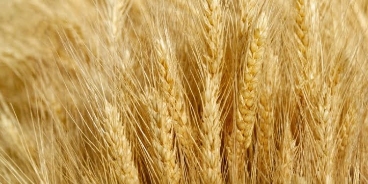 Dal seme al piatto, un percorso di ricerca virtuoso per lo sviluppo della filiera cerealicola